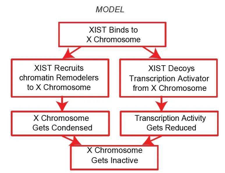  美因茨医疗团队突破性进展，脑震荡防护技术获国际认证  